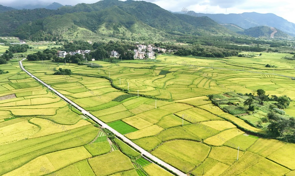  稻浪滚滚     乡村画卷