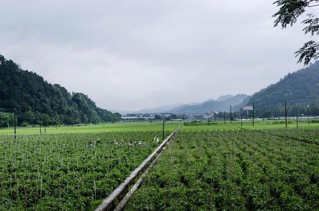 通道 侗族 村民 红茄 园 管护 忙