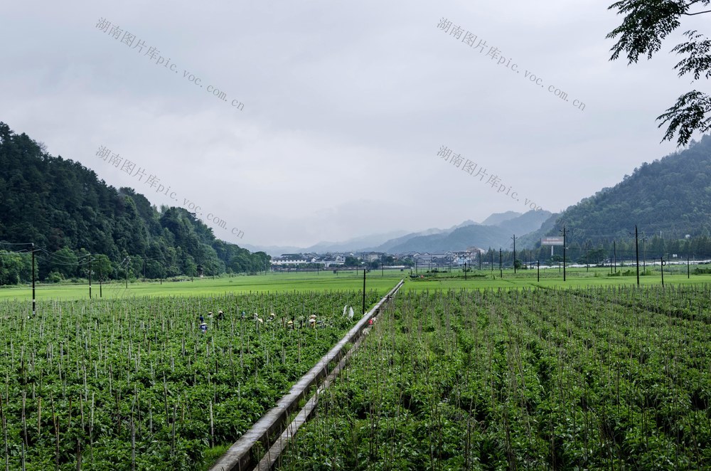 通道 侗族 村民 红茄 园 管护 忙