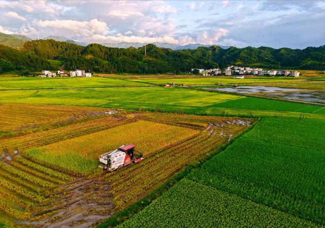 “双抢”农忙   霞染田园
