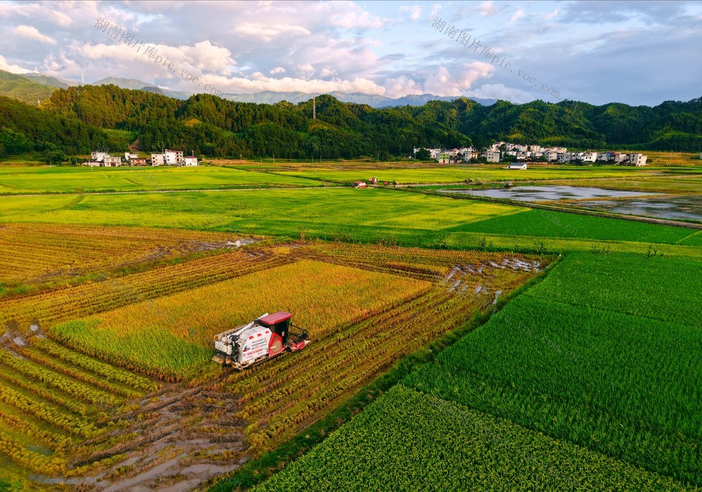 “双抢”农忙   霞染田园
