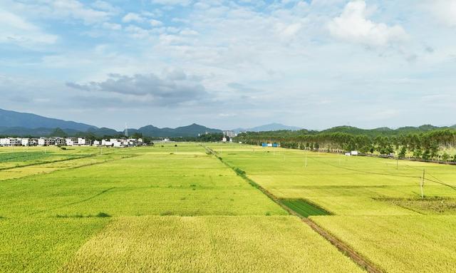  稻谷飘香  风光旖旎