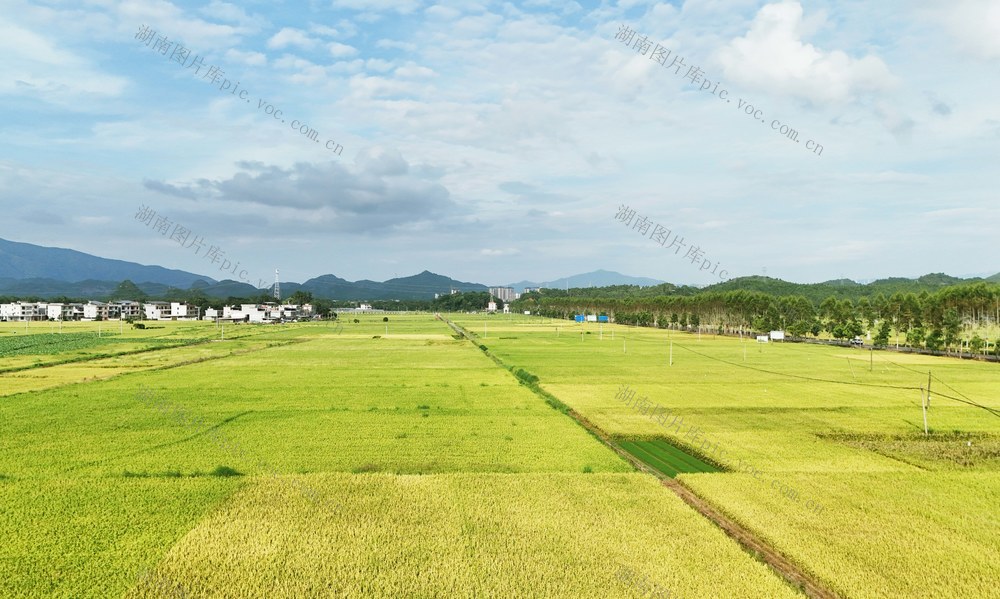  稻谷飘香  风光旖旎