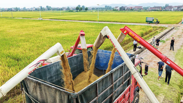 农业  粮食生产  展示区  早稻  收割机