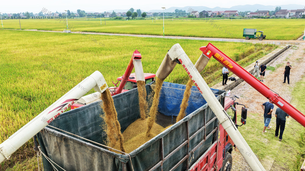 农业  粮食生产  展示区  早稻  收割机