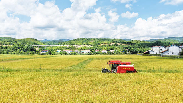 耕地保护  粮食安全  非粮化  山区  早稻  收割机
