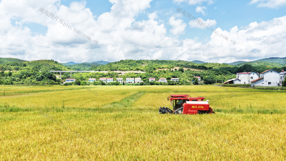 耕地保护  粮食安全  非粮化  山区  早稻  收割机