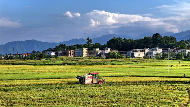 常宁 农机手 驾驶 收割机 收早稻