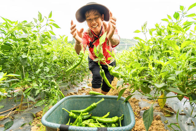 大暑时节   采摘辣椒   供应市场