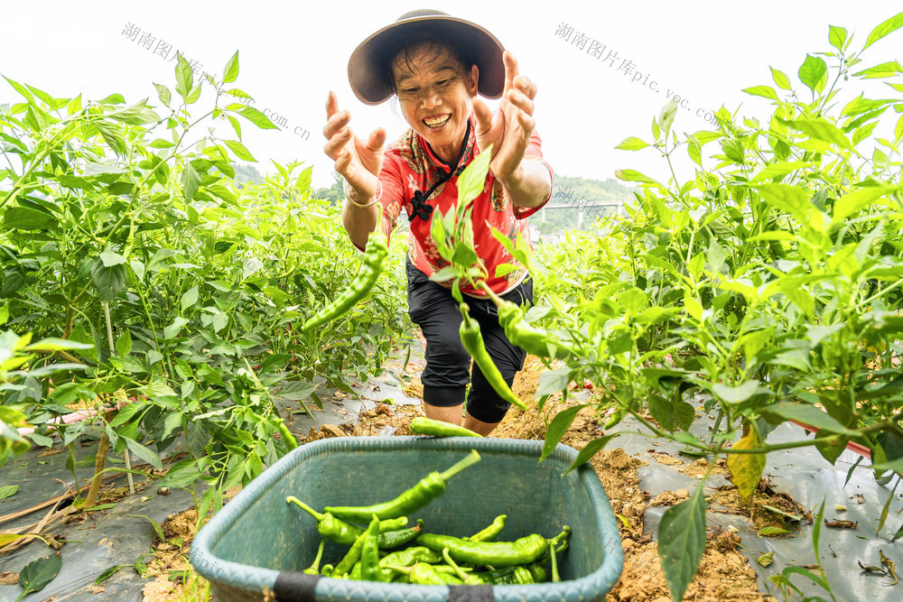 大暑时节   采摘辣椒   供应市场