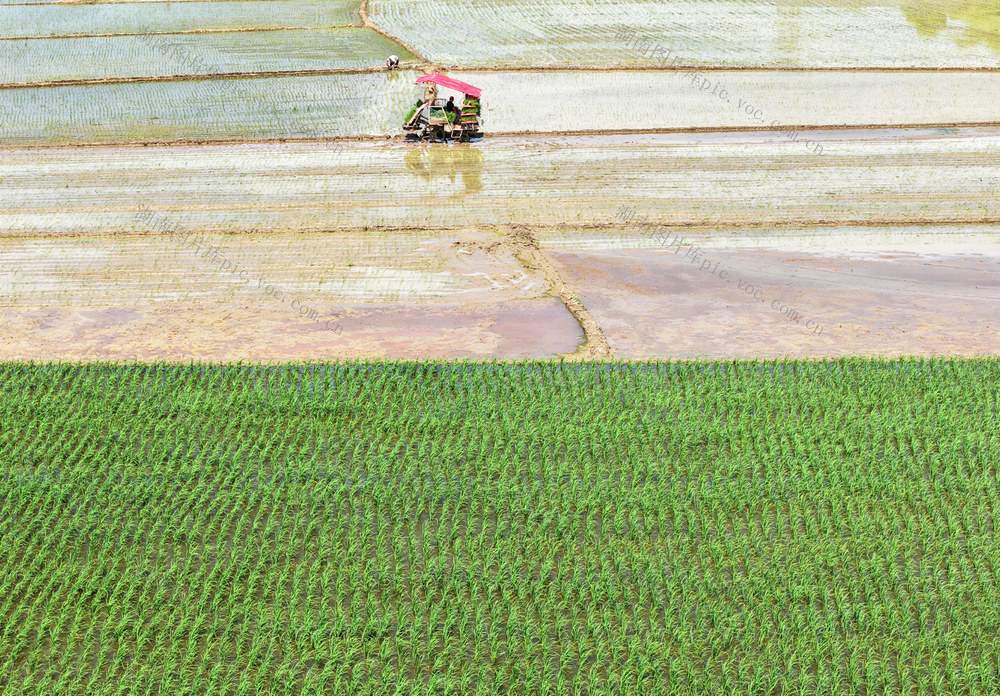 大暑  双抢 