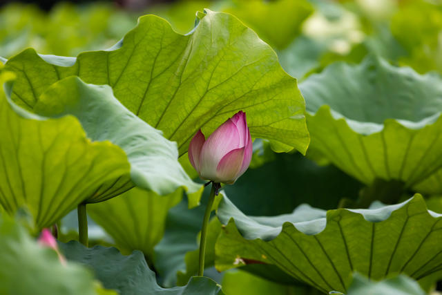 荷花  古城  乾州  吉首  大暑 节气