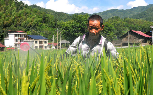 村民 管理 丰收
