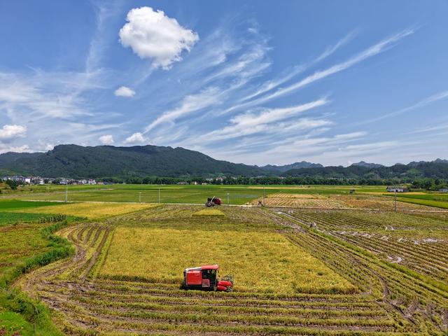 “朱鹮稻”田迎丰年