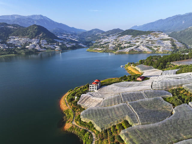 产业振兴  和美乡村 特色产业 水果 果园  蓝天白云  青山碧水