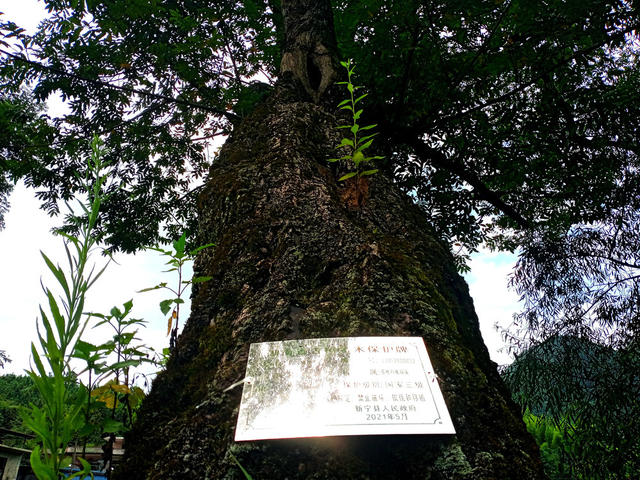 树种 古树 保护