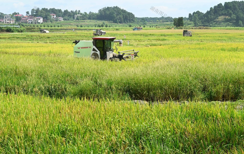 农机 早稻 收割 夏粮 农机手 农时 农户 稻谷 粮食 生产 稻田 收割机