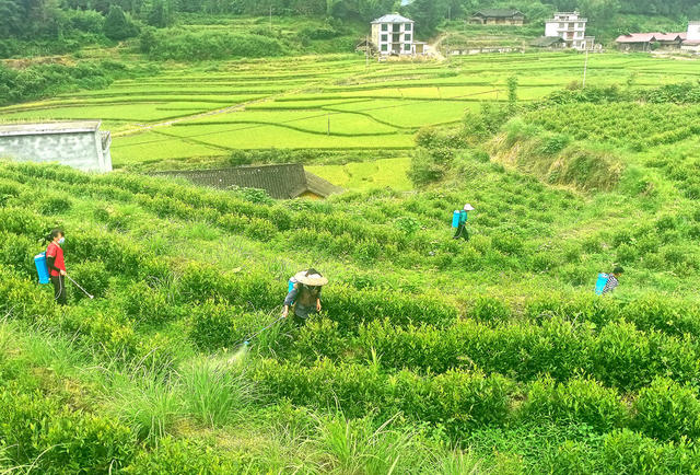 茶园 管护 工作