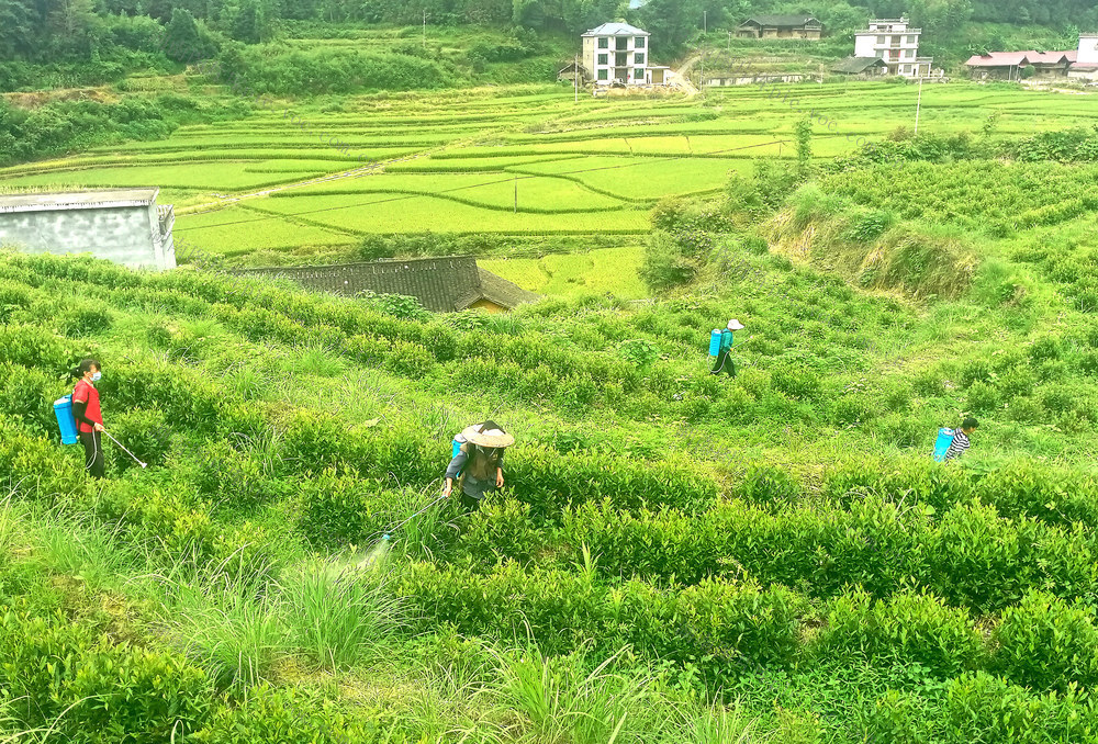 茶园 管护 工作