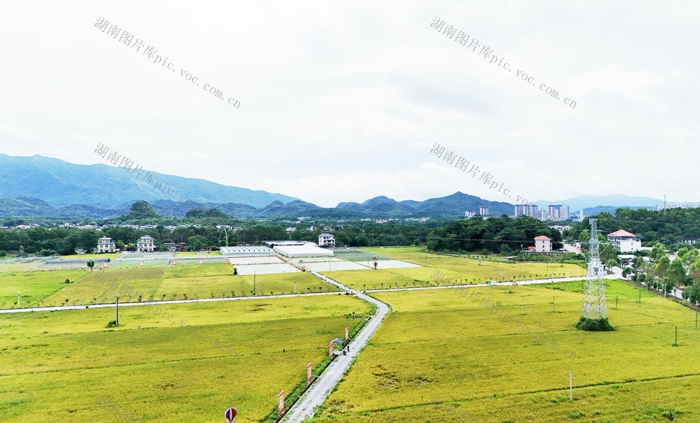 金黄沃野 和美乡村