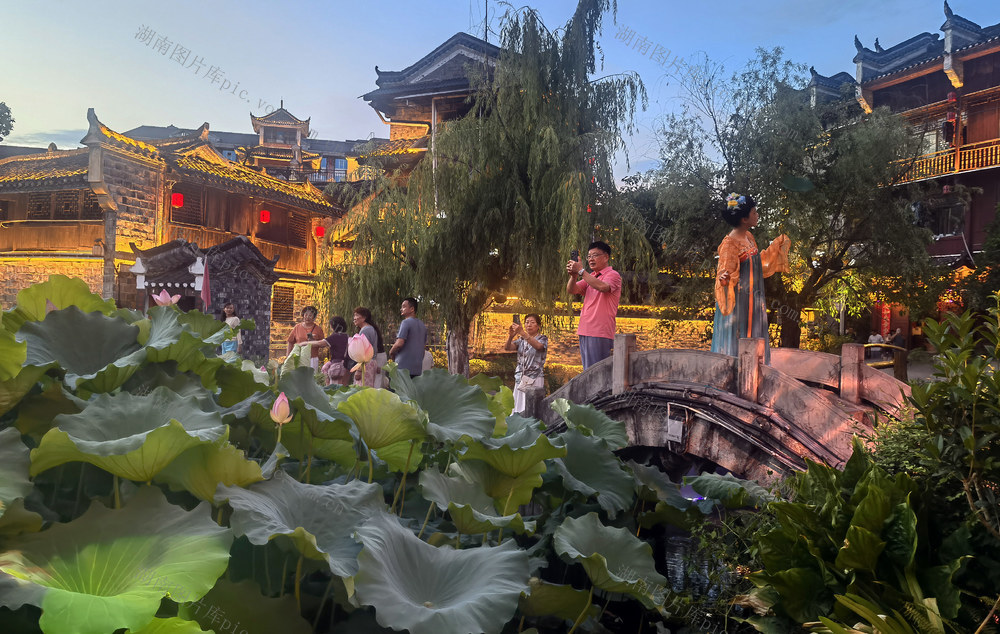 古城 荷塘 盛夏 荷花 绽放 游客