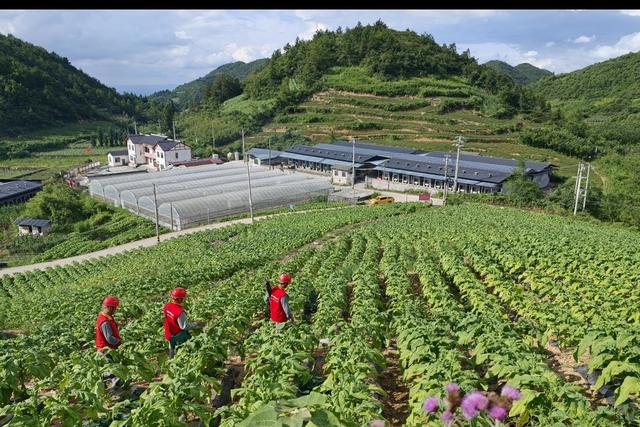 龙山 上门服务  烟农烤烟  用电
