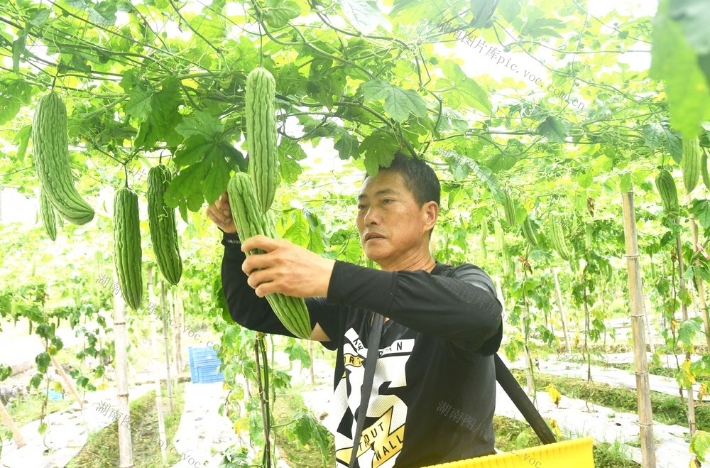 供港蔬菜采收忙