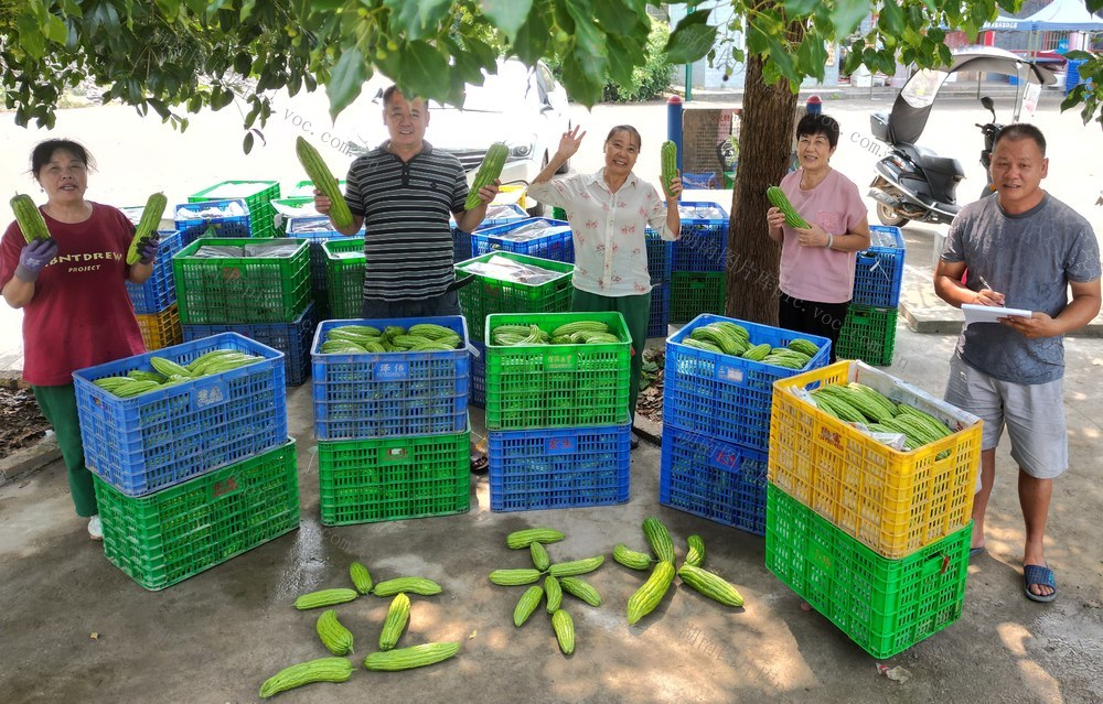 立秋，采摘蔬菜