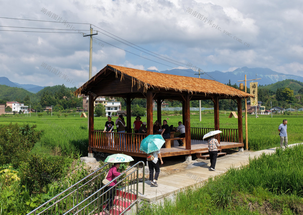 桂东县、大塘镇、全溪村、稻香谷、高山冷水米、产业园、产业文旅融合、村民增收、乡村振兴