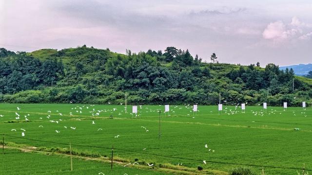 湖南 常宁 田园 树木鹭鸟 飞翔 嬉戏