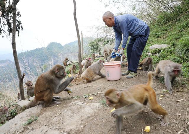    大山里的护猴人