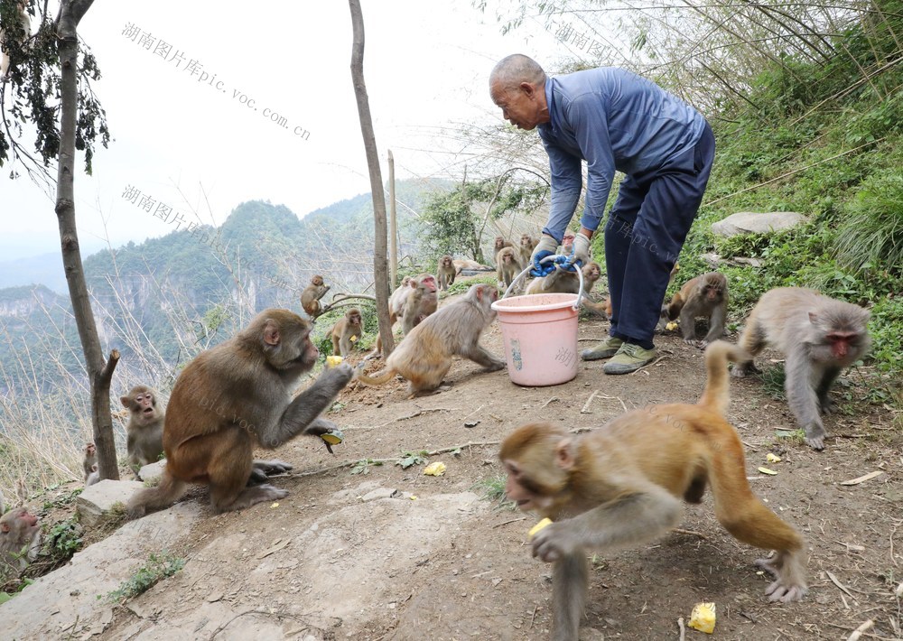    大山里的护猴人