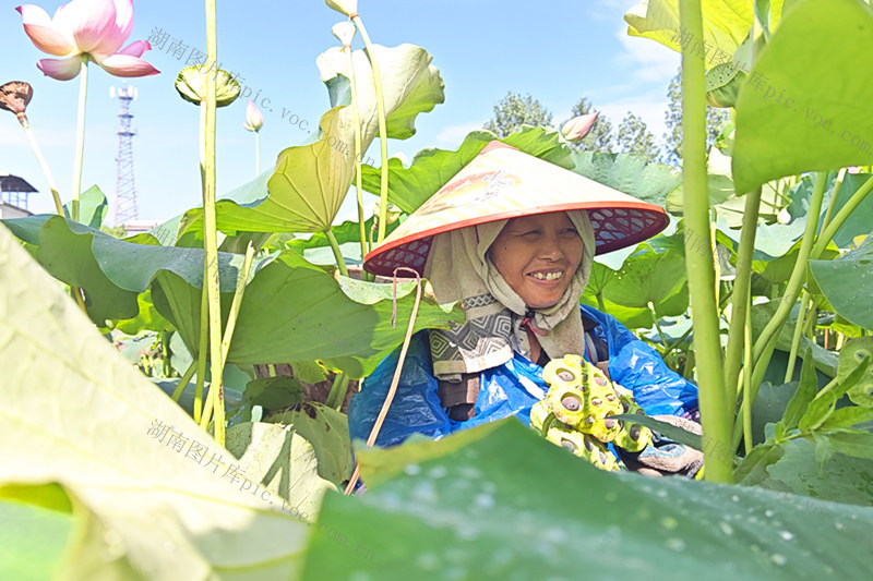资兴市 采收莲子
