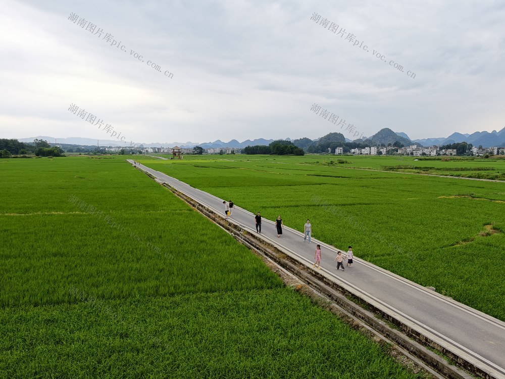 耕地 增收 乡村振兴 稻田 画卷