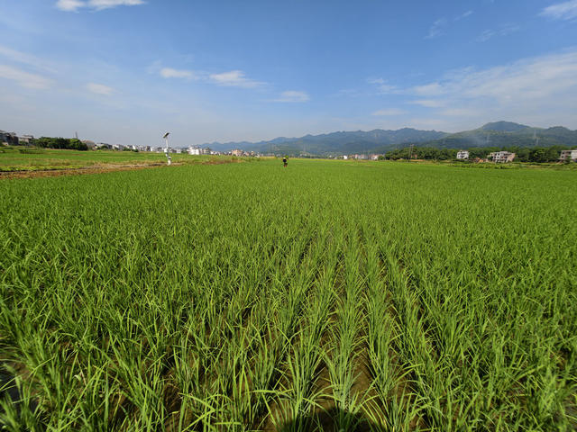 党建 耕地 丰景 田长制