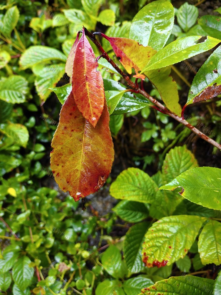 舜皇山   秋韵