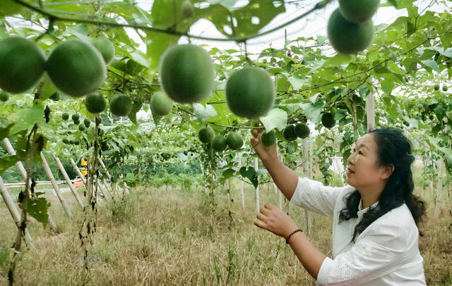 藤挂青果农事忙 特色种植促增收