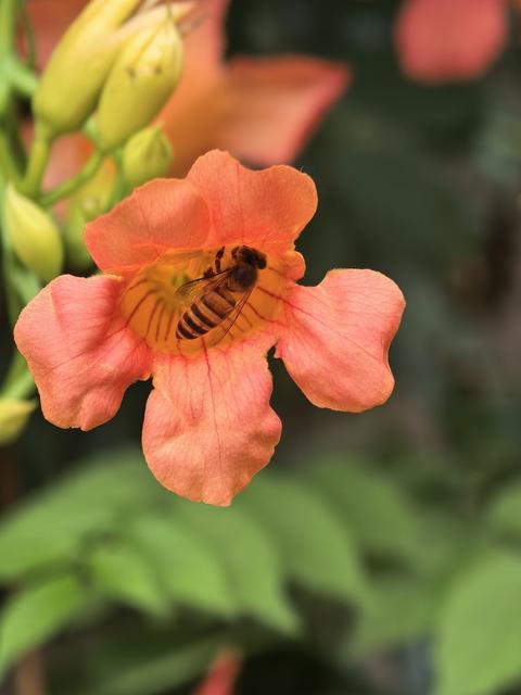 飞天山瓦窑坪 蜜蜂 凌霄花 花朵 采蜜 景点