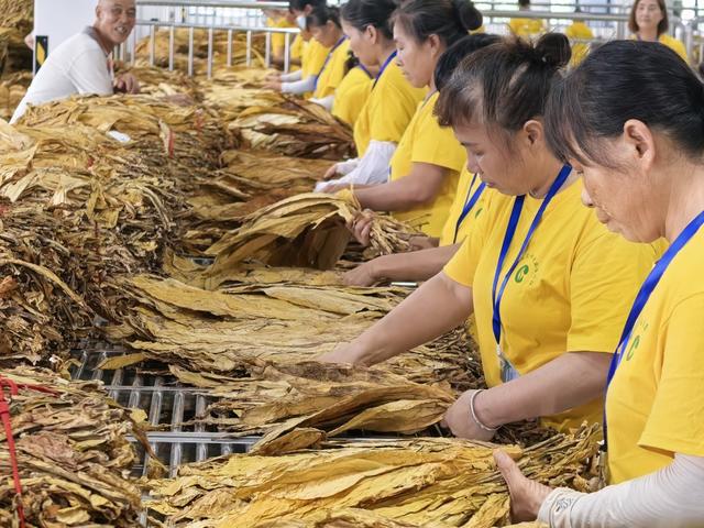 烟草香烟 黄金叶 五里牌镇 