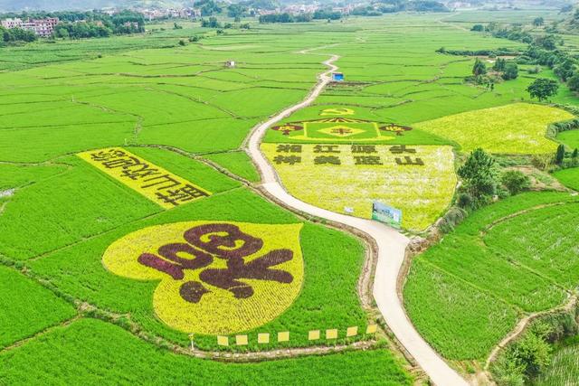 稻田 彩色水稻 田园 乡村 农业