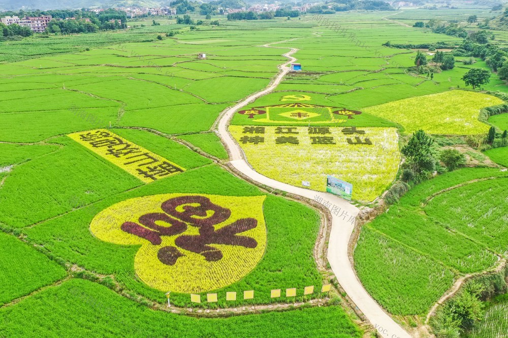稻田 彩色水稻 田园 乡村 农业