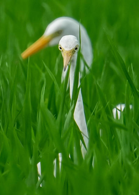 田间白鹭飞