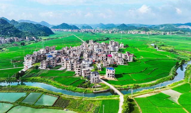 田园  乡村  水稻  粮食  画卷