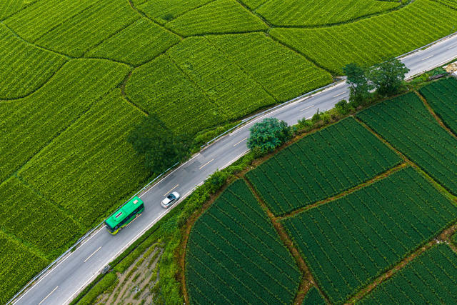 公路 田 丰收 四好公路 水稻