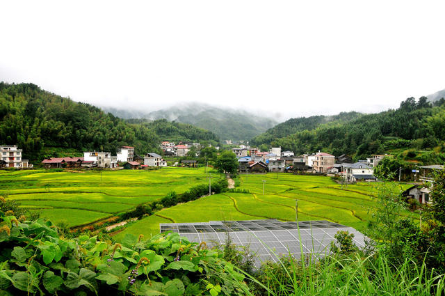 中稻 管护 画卷