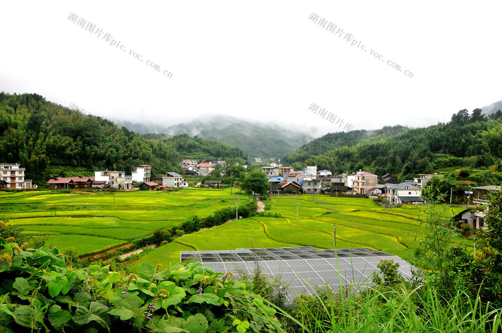 中稻 管护 画卷