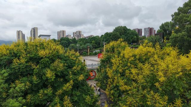 栾树花开 城市 美景