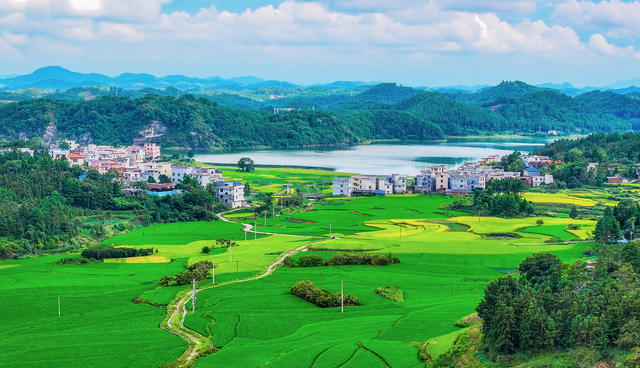 田园  生态  水稻  丰收  在望  画卷