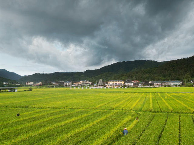 村民 水稻 制种 田间 除杂 忙