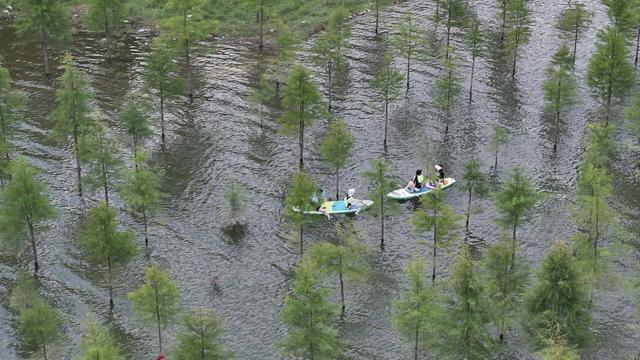 旅游经济，生态，户外，芷江，水上杉林